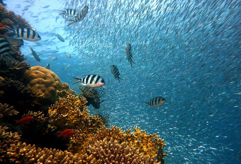 Underwater Decor